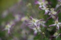 Virgins bower, Clematis triternata Rubromarginata, close-up of flower